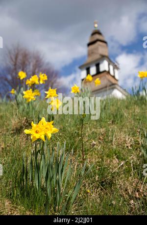 Narcissus pseudonarcissus (commonly known as wild daffodil or Lent lily) (Welsh: Cennin Pedr) is a perennial flowering plant. Stock Photo
