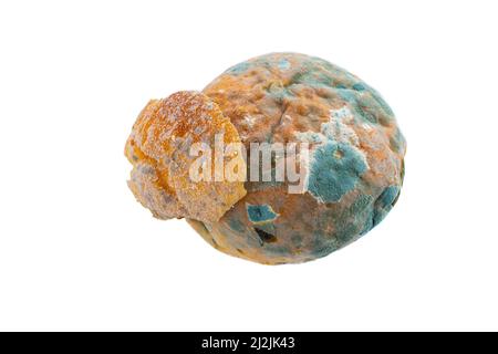 Top view moldy bread isolated on white background. Rotten bread. Mildew covered food. Stock Photo