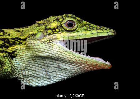 Close-up of a Indonesian false bloodsucker lizard head, Indonesia Stock Photo