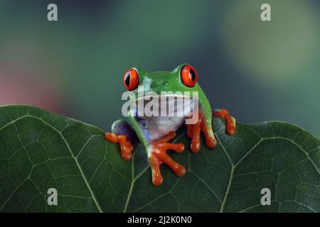 Portrait of a Red-eyed tree frog (Agalychnis callidrya) on a leaf, Indonesia Stock Photo