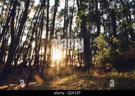 Morning sun shining through trees in a forest, Coromandel Peninsula, North Island, New Zealand Stock Photo