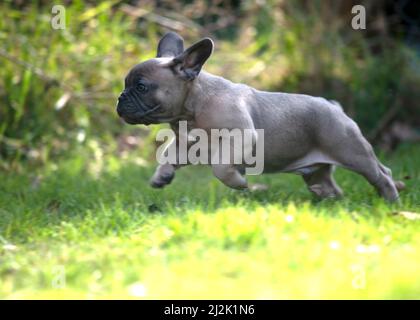 Beautiful happy healthy French bulldog puppy running outside on a sunny day in the garden sidewards  view   copy space to left and bottom Stock Photo