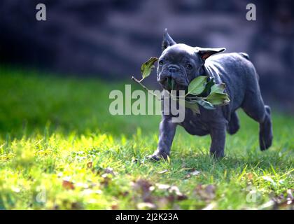 Concept of keeping your new puppy safe in the garden amongst poisonous plants or shrubs  sunny summers day copy space to the left Stock Photo