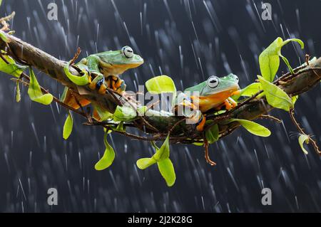 Two flying tree frogs on a branch in the rain, Indonesia Stock Photo