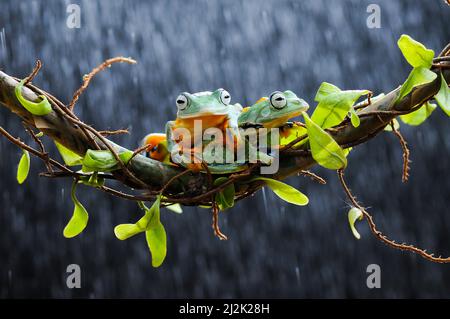 Two flying tree frogs on a branch in the rain, Indonesia Stock Photo