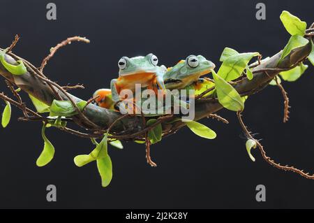 Two flying tree frogs on a branch, Indonesia Stock Photo