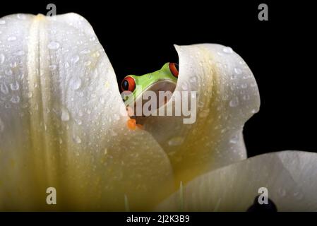 Red-eyed tree frog sitting on a lily, Indonesia Stock Photo