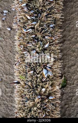 The shell named goose barnacles or gooseneck barnacle Lepas anserifera Linnea is commonly seen at the surface of driftwood on the seashore of pacific Stock Photo
