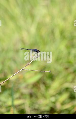 closeup the beautiful dark blue dragonfly hold and sitting on tree branch over out of focus green background. Stock Photo