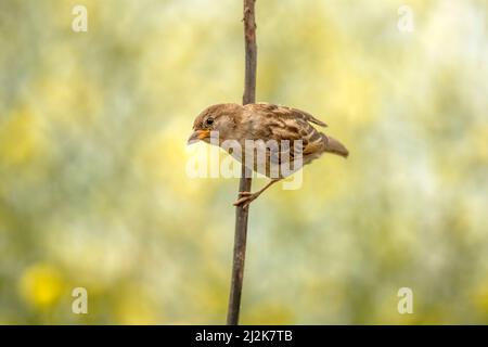 House sparrow perched on a branch, close up in the summer Stock Photo