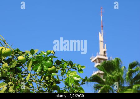 View of orange tree with green fruits and Marganit Tower as background, Tel Aviv, Istael Stock Photo