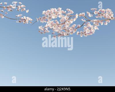 Minimalism Japanese cherry blossom branch beautiful natural tree with clear blue sky background 3D rendering illustration Stock Photo