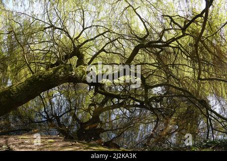 Weeping Willow by the lake Stock Photo
