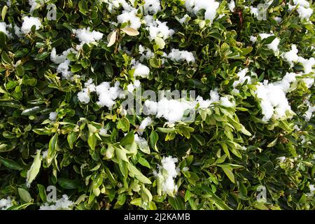 Evergreen spindle, Japanese spindle (Euonymus japonicus) partely covered with snow in a Dutch garden. Stock Photo