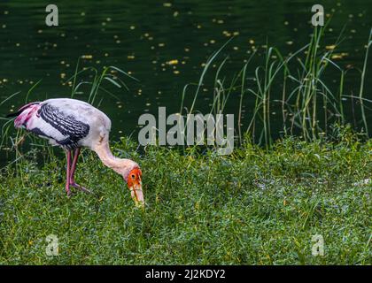 A Painted Stork (Mycteria leucocephala) searching food in wet land Stock Photo