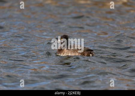 Swimming adult female Tufted Duck (Aythya fuligula) at a lake. Stock Photo