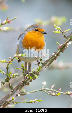Euonymus alatus, Winged spindle Stock Photo - Alamy