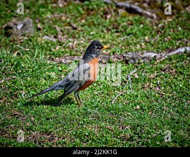 The first Robin of Spring.The American robin, a large North American thrush, is one of the most familiar songbirds in the eastern United States. Stock Photo