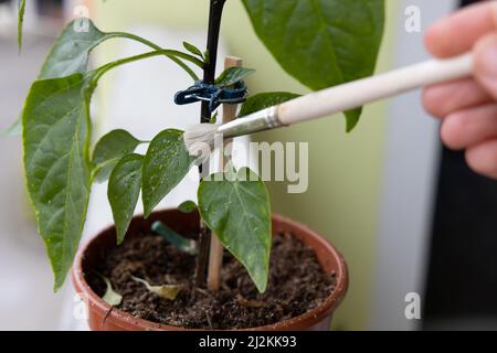 Cleaning the trialeurodes vaporariorum whiteflies colony from the chili plant. High quality photo Stock Photo