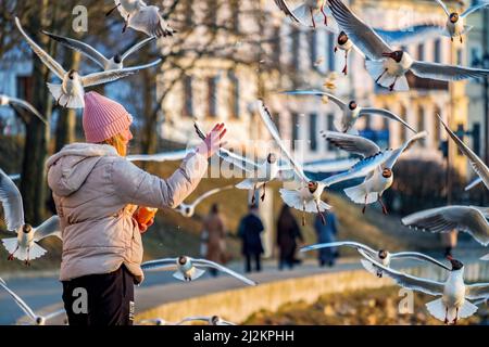 Minsk, Belarus - March 24, 2022: A girl feeds seagulls on the embankment of the Svisloch river in the spring evening Stock Photo