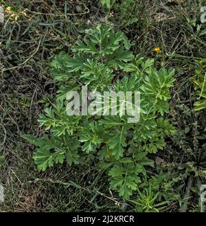 Closeup of fresh growing sweet wormwood (Artemisia Annua, sweet annie, annual mugwort) grasses in the wild field, Artemisinin medicinal plant, natural Stock Photo