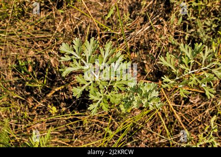 Closeup of fresh growing sweet wormwood (Artemisia Annua, sweet annie, annual mugwort) grasses in the wild field, Artemisinin medicinal plant, natural Stock Photo