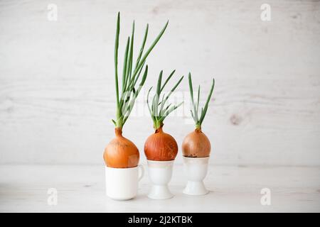 Onion with fresh sprouts growing in pot. Three bulbs with fresh sprouts on a wooden background. Stock Photo