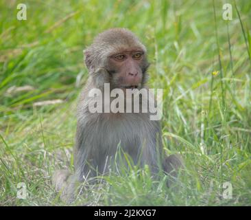 Various Wildlife animals at Longleat Safari Park Stock Photo