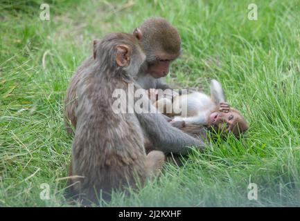 Various Wildlife animals at Longleat Safari Park Stock Photo