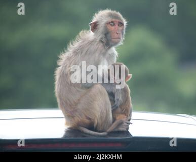 Various Wildlife animals at Longleat Safari Park Stock Photo