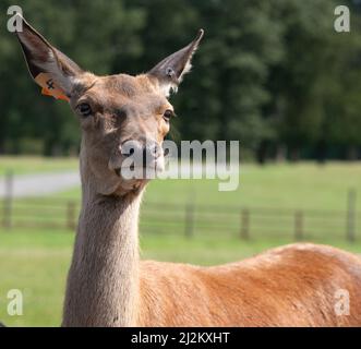 Various Wildlife animals at Longleat Safari Park Stock Photo