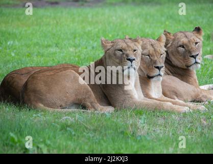 Various Wildlife animals at Longleat Safari Park Stock Photo