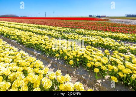 Dutch tulips flowers field with a blue sky during Spring season in Zeeland, the Netherlands