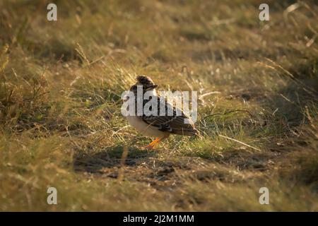 A juvenille skylark (Alauda arvensis) sits amongst the grass of Cavenham Heath in Suffolk Stock Photo