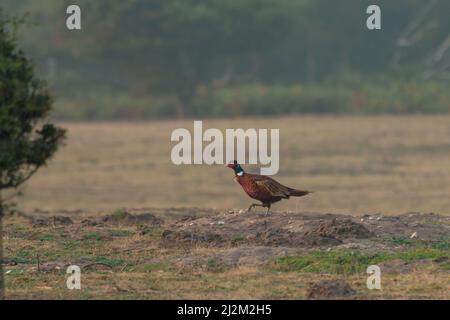 Pheasant (Pasianus colchicus) walks across a field at sunset at Minsmere in Suffolk Stock Photo