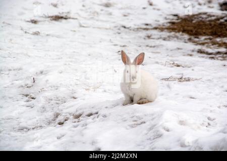 a small white rabbit runs through the snow in the forest Stock Photo