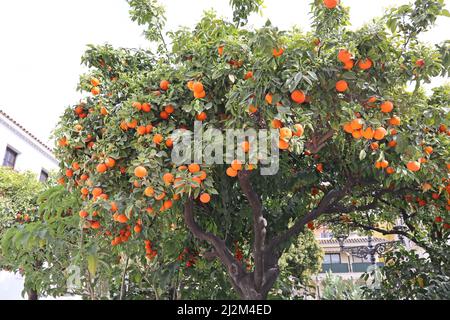 Oranges growing on a tree in a public square in Estepona in Spain Stock Photo