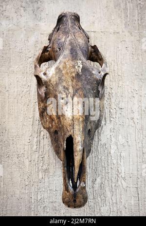 Skull of animal hanging on wall, scary skeleton on grunge background. Vintage style photo of old real head for rustic west theme. Concept of remains, Stock Photo