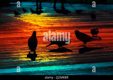 Bird silhouettes in gradient colors . Pigeons on the city pavement Stock Photo