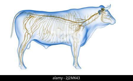 Cattle nervous system, illustration Stock Photo - Alamy