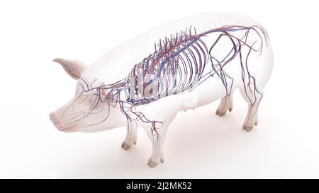 Pig vascular system, illustration Stock Photo