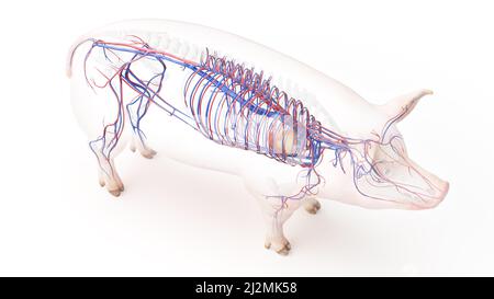 Pig vascular system, illustration Stock Photo