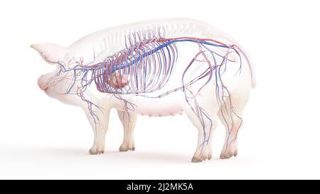 Pig vascular system, illustration Stock Photo