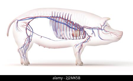 Pig vascular system, illustration Stock Photo