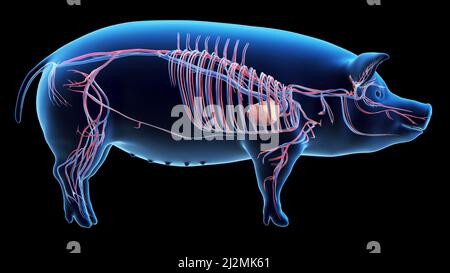 Pig vascular system, illustration Stock Photo