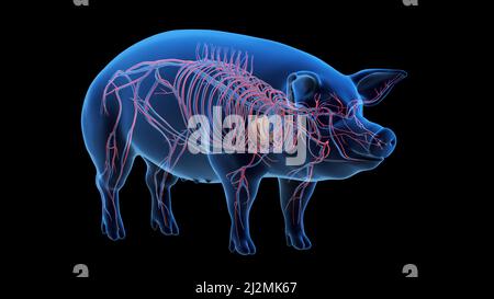 Pig vascular system, illustration Stock Photo