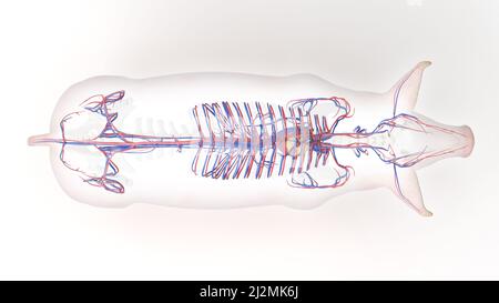 Pig vascular system, illustration Stock Photo