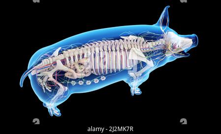 Pig anatomy, illustration Stock Photo