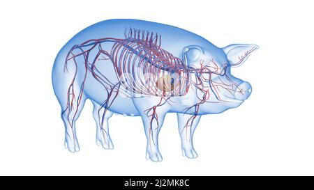 Pig vascular system, illustration Stock Photo