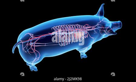 Pig vascular system, illustration Stock Photo